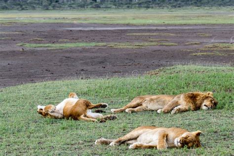 Lions sleeping stock image. Image of pride, mane, asia - 8852525