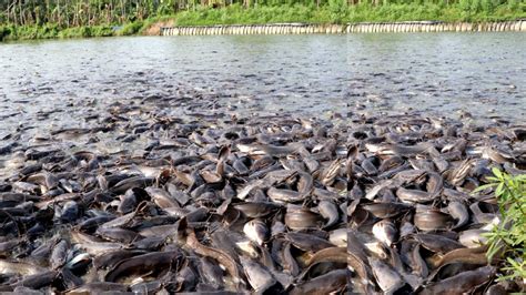 Hybride Magur Fish Farming Business In India || Hybride Magur Pond Culture Business In India ...