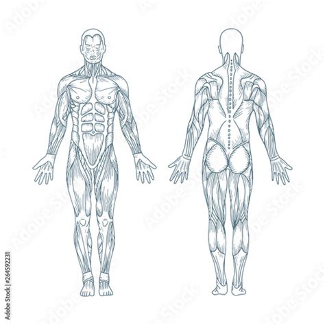 Anatomical Drawings Of The Human Body / 171 809 Human Anatomy Vectors Royalty Free Vector Human ...