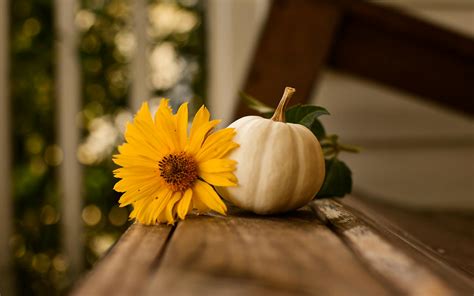 White Pumpkin And Yellow Flower o · Free Stock Photo