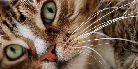 Canadá Contracción emoción misterios sobre los gatos Caramelo ...