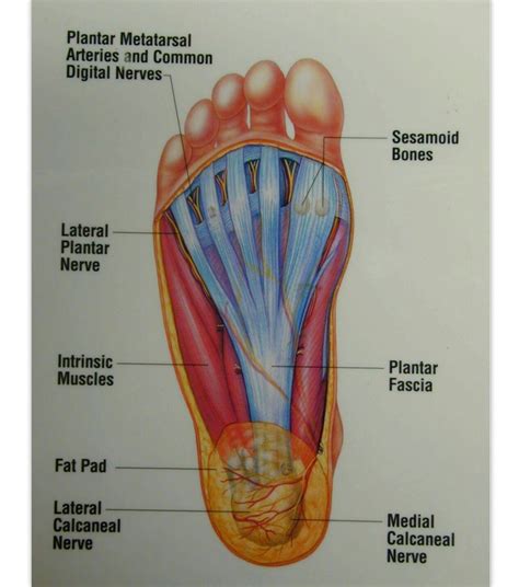 Pin by Rowdy on feet & rotator cuff | Human anatomy picture, Muscle anatomy, Anatomy