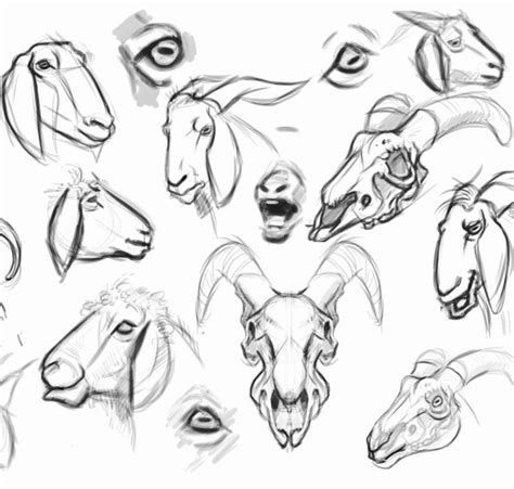 Goat head study. Sketch. www.instagram.com/horanin.design | Goat art, Goat drawing, Goat sketch