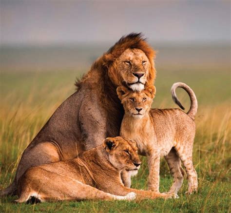 Wildlife Photography Photos For Sale ~ African Lion Fine Photography ...