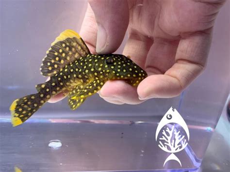 Gold Nugget Pleco - Marine Warehouse Aquarium