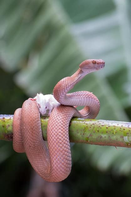 Premium Photo | Mangrove pit viper with prey