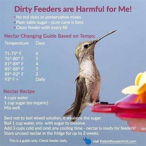 Hummingbird Feeder Changing | Hummingbird food, Humming bird feeders ...