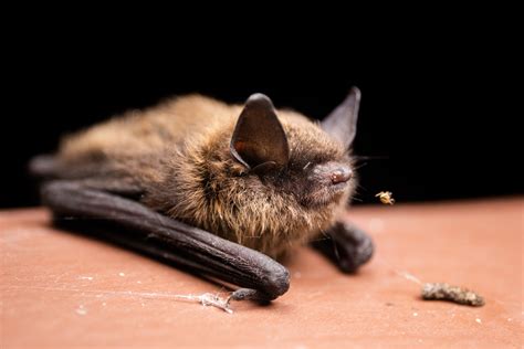 Close up Little Brown Bat by Jason Headley | FWS.gov