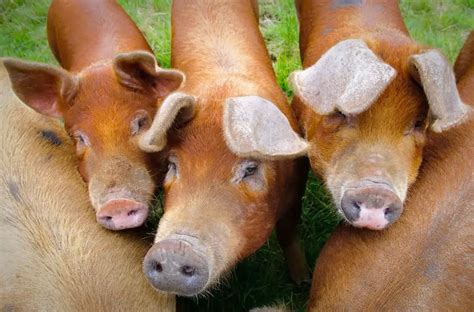 Duroc Pigs Pros And Cons - The Pet Well