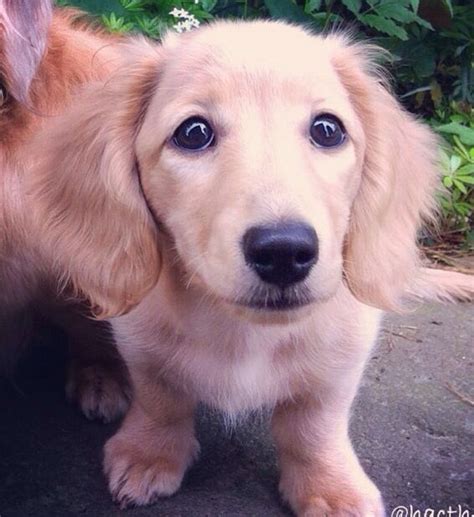 Golden Retriever Dachshund Mix - Golden Dox: Golden Retriever Dachshund Mix | HerePup!, Target ...