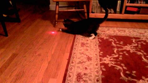 Flustered Cat With a Laser Pointer Taped to His Head Tries to Capture the Constantly Moving Dot ...