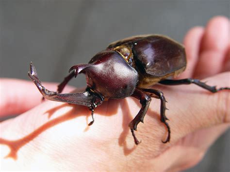 Cómo cuidar de su escarabajo: Escarabajos como mascotas en Japón ...