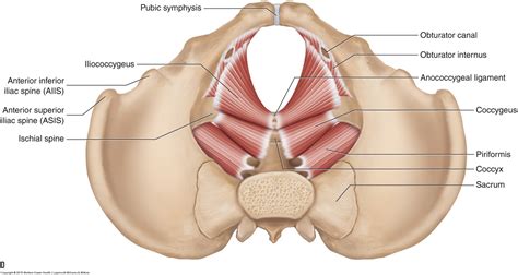 Muscles of the Pelvis