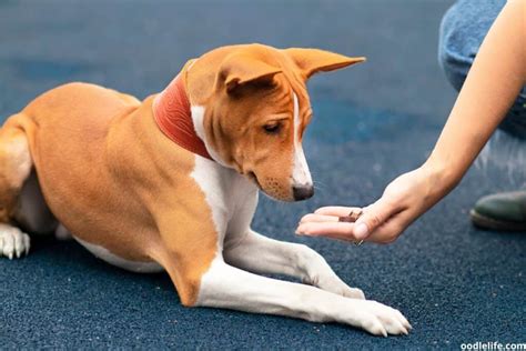 Basenji Food Allergies And How To Deal With Them - Oodle Life