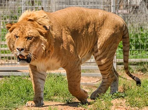 What Is A Liger? | Interesting Facts About Ligers - Top10animal