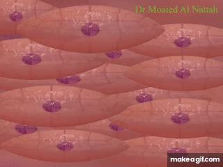 Smooth Muscle Contraction Animation
