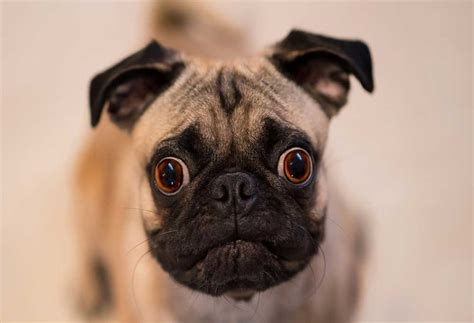 Do Pug Eyes Fall Out? - PatchPuppy.com