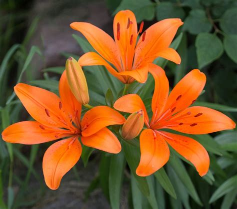 10 Types of Lilies Gardeners Should Grow - Birds and Blooms