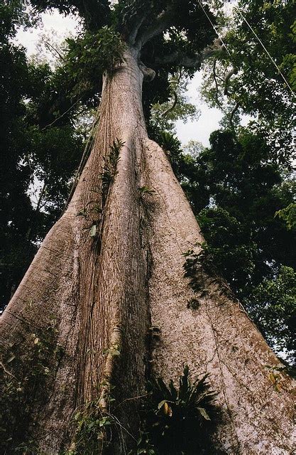 Ceiba tree | Old trees, Tree, Unique trees