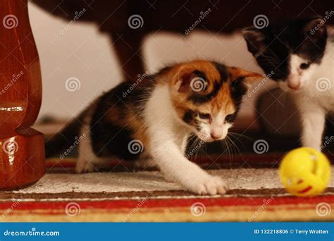 Small cute kittens playing stock photo. Image of play - 132218806