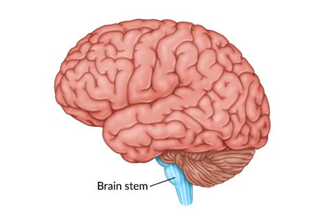 Brain Stem Damage: Effects, Treatment, & Recovery Process