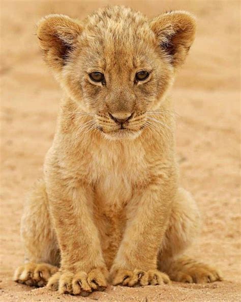 Épinglé par Husky Mom sur Interesting Photography | Animaux mignons, Animaux afrique, Bébés ...