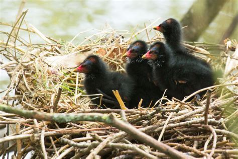 More Moorhen Chicks | Everything is Permuted