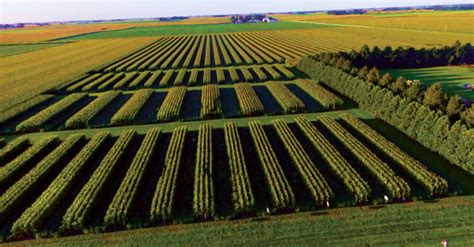 Strip-Cropping Experiments Yielding Economic, Environmental Advantages | 2017-10-30 | Strip-Till ...