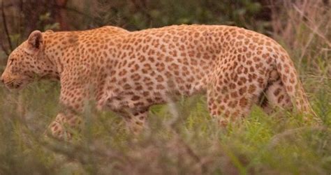 Rare real pink panther 'strawberry leopard' pink with orange spots. | Animals wild, Panthera ...