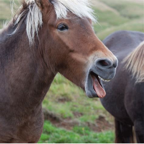 Horses sliding down a hillside : r/Eyebleach