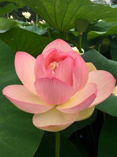 Buy hub Indian Lotus Flower Seed, Nelumbo Nucifera Sacred Lotus, Aquatic Seed - Pack of 5 Online ...