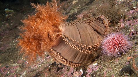 Sea cucumbers bloat themselves to zoom around the ocean