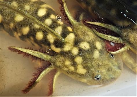 Barred Tiger Salamander Larvae