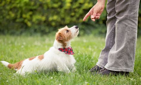 Puppy Training Tips – How to Stop Your Pup from Chewing on Everything | iWorkDogs