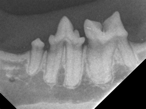 Interpretation of Dental Radiographs in Dogs and Cats, Part 2: Normal ...