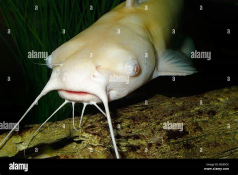 Albino catfish hi-res stock photography and images - Alamy