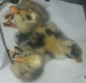 Ancona Duck Hatching Eggs. Fertile. Incubate ducklings.