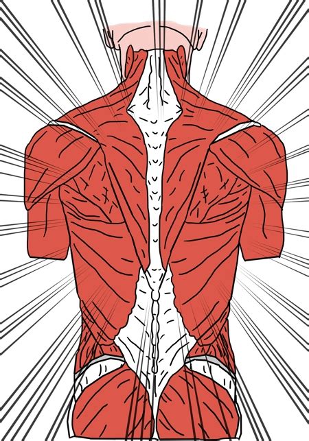 Erector Spinae Muscles | Structure, Innervation & Function | Study.com