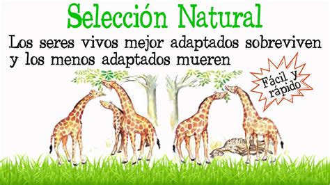 🌿¿Qué es la Selección Natural?🐝 [Fácil y Rápido] | BIOLOGÍA | - YouTube