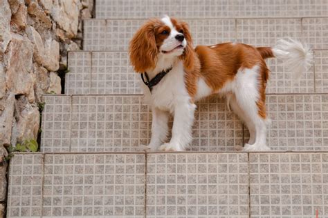 How Long Is A Cavalier King Charles Spaniel Pregnant