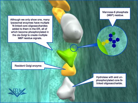 VCAC: Cellular Processes: Protein Modification (Golgi): Advanced Look: Golgi