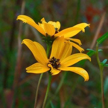 Helianthus angustifolius