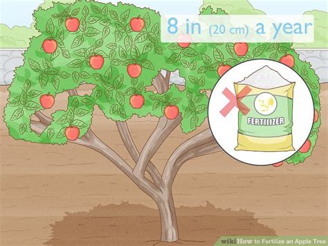 How to Fertilize an Apple Tree | LaptrinhX