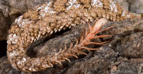 Spider-Tailed Horned Viper - A-Z Animals