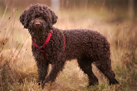 Lagotto Romagnolo: Dog Breed Characteristics & Care