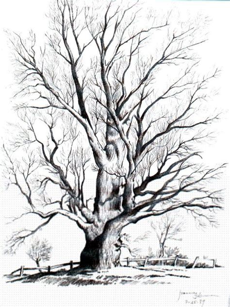 Old Oak Tree Drawing at GetDrawings | Free download