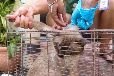 Taguig LGU, nagsagawa ng house-to-house anti-rabies vaccination sa mga ...