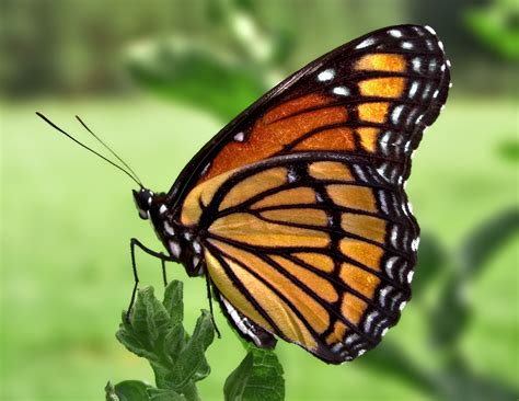 File:Viceroy Butterfly.jpg - Wikimedia Commons