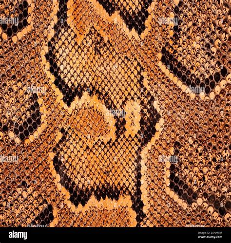 African rock python skin detail, Python sebae natalensis Stock Photo - Alamy