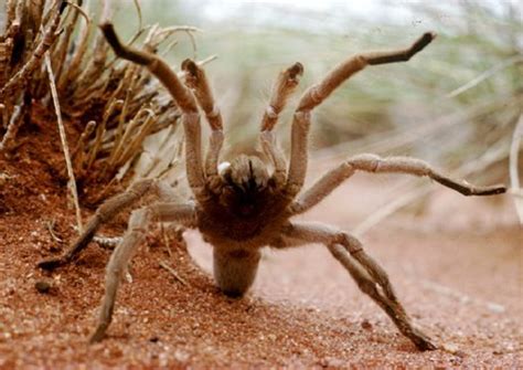 Australian tarantulas - The Australian Museum